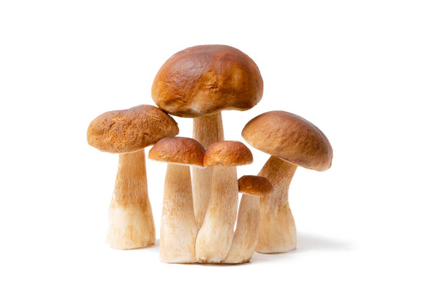 Группа коричневых колпачков Boletus Edulis выделена на белом фоне. Съедобные грибы на кухне. Никто - Фото, изображение