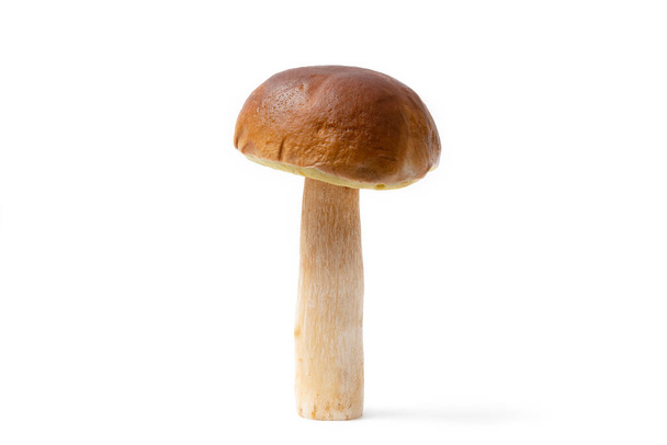 Single brown cap Boletus Edulis isolated on white background. Raw edible mushroom. Nobody - Photo, Image