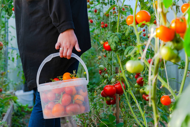 Közelkép a parasztokról, amint piros paradicsomot aratnak a zöld házban. Kertész szedés érett paradicsom műanyag vödör. - Fotó, kép