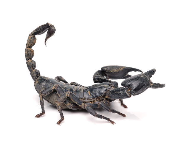 Scorpion - Photo, Image