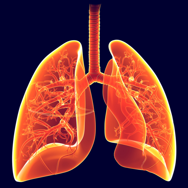 Люди мають дві легені, праву легеню і ліву легеню. Вони розташовані в грудній порожнині грудної клітки. Права легеня більша, ніж ліва
. - Фото, зображення