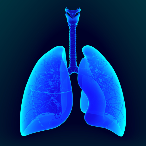 Mensen hebben twee longen, een rechter long en een linker long. Ze bevinden zich in de borstholte van de borst. De rechter long is groter dan de linker. - Foto, afbeelding