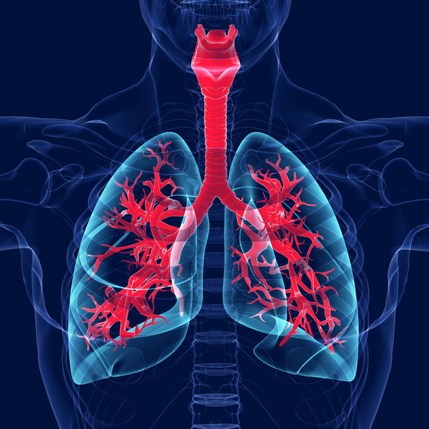 肺｜医学的概念のための人間呼吸器系解剖学3Dイラスト - 写真・画像
