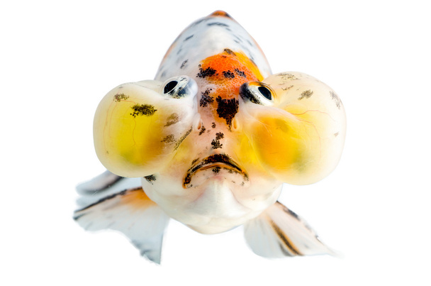 Oro pesce vista frontale Isolamento sullo sfondo bianco: Occhi sporgenti
 - Foto, immagini