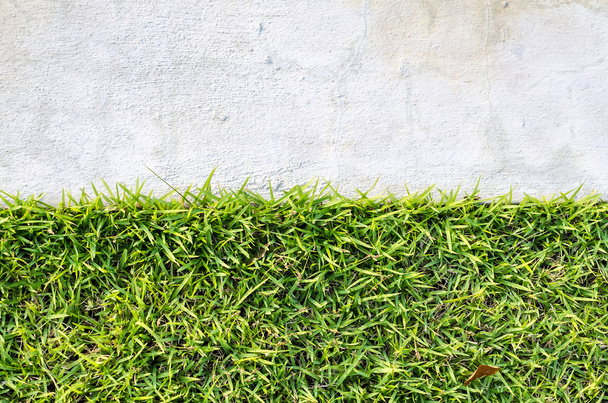 Natural real green grass field background - Photo, Image