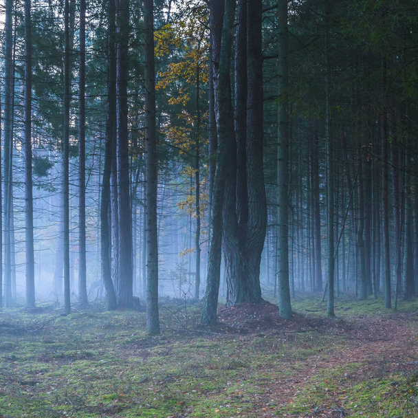 Dark misty forest with white fog, dreamy view - Fotó, kép