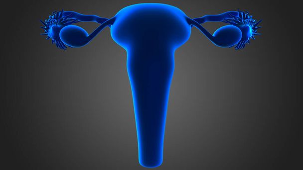 雌の生殖システムは、新しい子孫の生殖に機能する内外の性器官で構成されています - 写真・画像