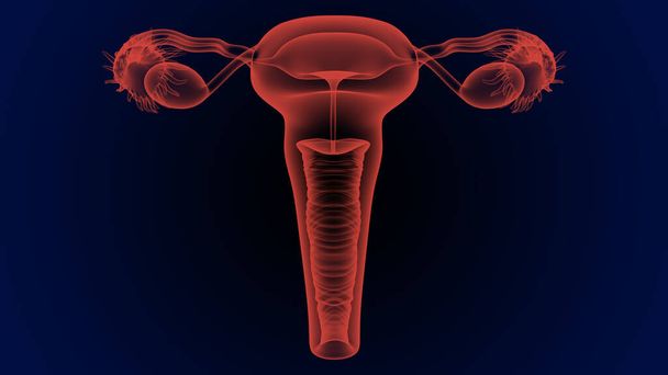 O sistema reprodutor feminino é constituído pelos órgãos sexuais internos e externos que funcionam na reprodução de novos descendentes. - Foto, Imagem