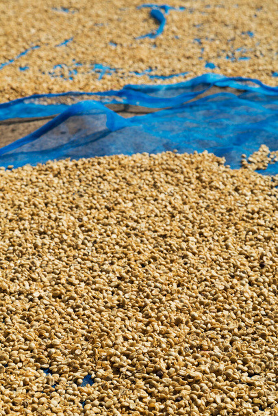 Sun dried coffee beans on ground - Photo, Image