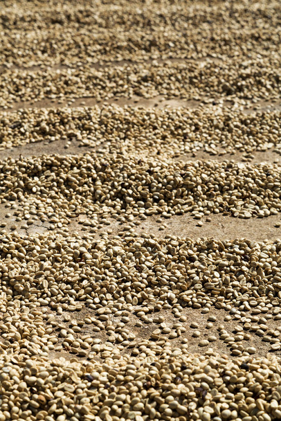 Ξηροί κόκκοι καφέ στη σειρά στο έδαφος - Φωτογραφία, εικόνα