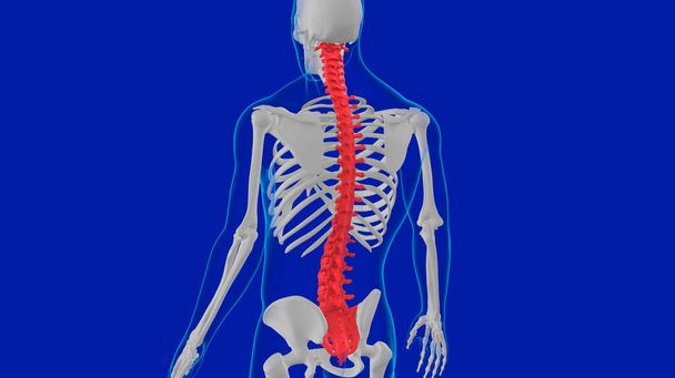 Ilustración 3D de la anatomía de la columna vertebral del esqueleto humano para el concepto médico - Foto, Imagen