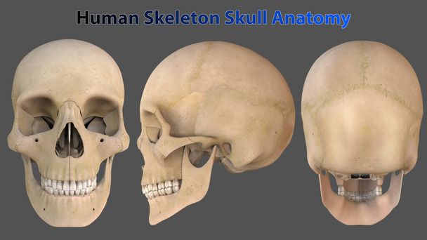 頭蓋骨は脊椎動物の頭を形成する骨構造である。それは顔の構造をサポートし、脳のための保護空洞を提供します. - 写真・画像