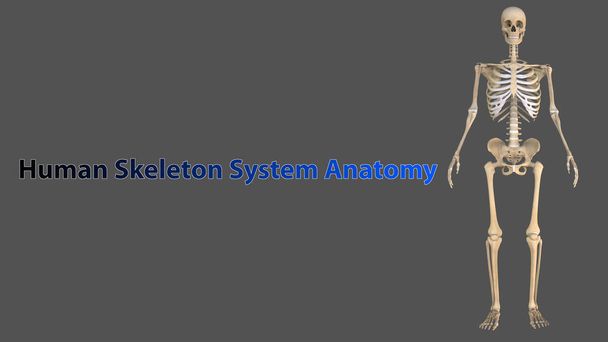 Menselijk skelet is het interne kader van het menselijk lichaam. Het bestaat uit 206 botten in de volwassenheid. Het menselijk skelet kan worden verdeeld in het axiale skelet en het loodrechte skelet. - Foto, afbeelding