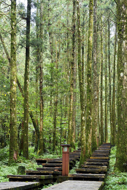 forest area in Yilan Taiwan - Foto, afbeelding