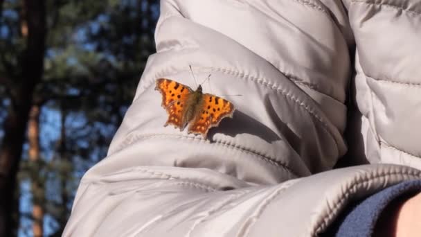 motýlí úly v paprscích slunce sedící na ruce - Záběry, video