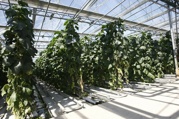 Kasvihuone, jossa kurkkua ja tomaatteja kasvatetaan - Valokuva, kuva