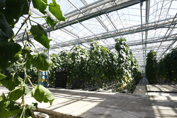 Gewächshaus, in dem Gurken und Tomaten angebaut werden - Foto, Bild