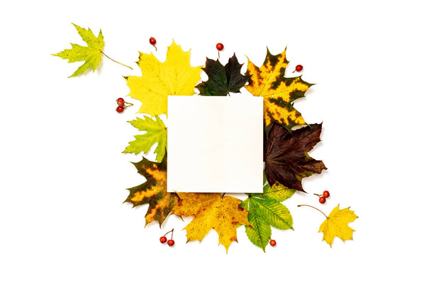 Επίπεδη πτώση. Σκελετός από πράσινα, κίτρινα αποξηραμένα φύλλα, κόκκινο μούρο απομονωμένο σε λευκό φόντο για ευχετήρια κάρτα. Φθινόπωρο, φθινοπωρινή - Φωτογραφία, εικόνα