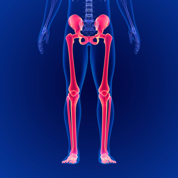 Ludzki system szkieletowy Dolne kończyny Anatomia szkieletowa 3D Ilustracja - Zdjęcie, obraz