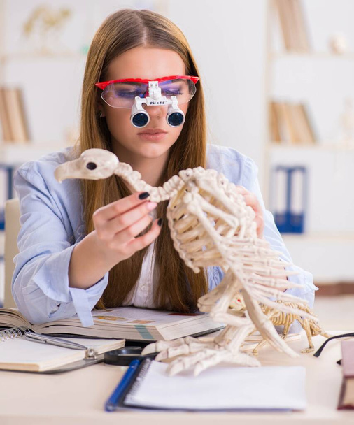 Student examining animal skeleton in classroom - Zdjęcie, obraz