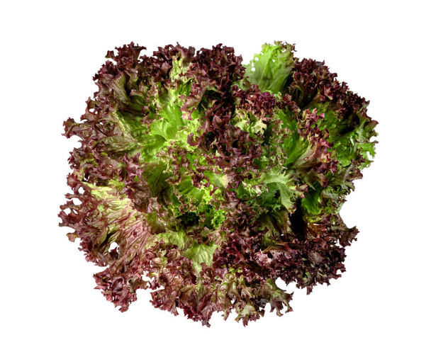 red coral lettuce on white background  ,Green leaves pattern ,Salad ingredient  - Photo, Image