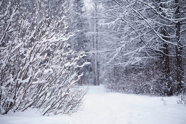 冬の森の風景。雪に覆われた背の高い木。公園で1月の霜の日. - 写真・画像