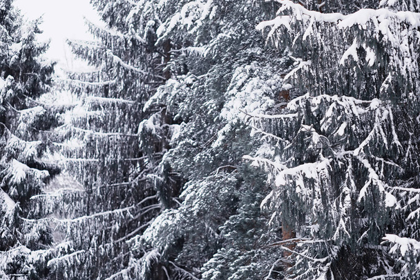 Winterliche Waldlandschaft. Hohe Bäume unter einer Schneedecke. Frosttag im Januar im Park. - Foto, Bild