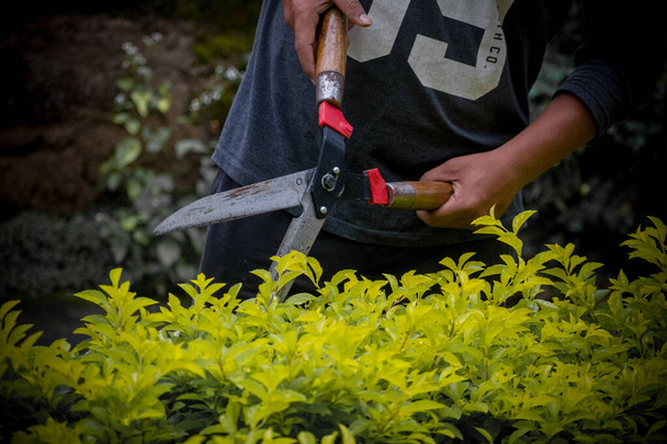 Человеческая рука режет листья в саду ножницами для изгороди (садовые ножницы)) - Фото, изображение