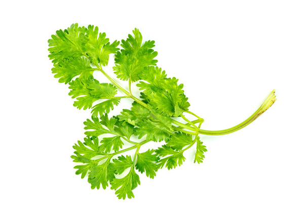 лист кориандр или кинза изолированы на белом фоне, зеленые листья узор   - Фото, изображение