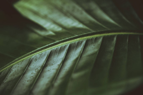 Dark moody green leaf of a palm. Strelitzia. Bird of paradise plant. Houseplant. High quality photo - Photo, Image