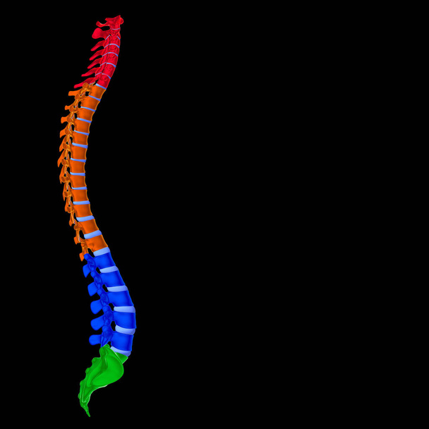 ヒューマンスケルトン椎骨列椎骨解剖学3Dイラスト - 写真・画像