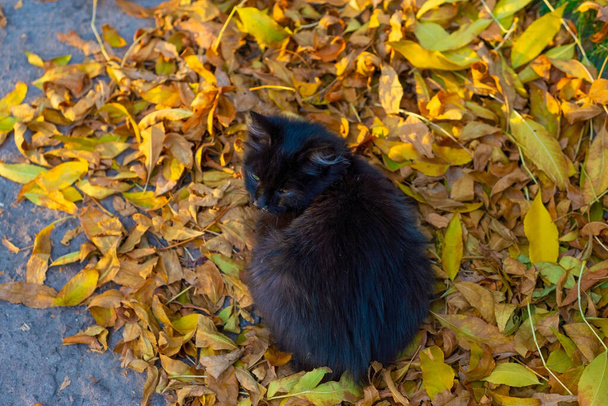鼻炎で病気の小さな黒い通りの子猫黄色の秋の葉の上に座っている。猫の鼻炎、秋の寒さのスナップの動物のウイルス性およびアレルギー性疾患鼻水のある古い茶色の猫、粘液は濃い緑色の一種です。猫の鼻の放電. - 写真・画像
