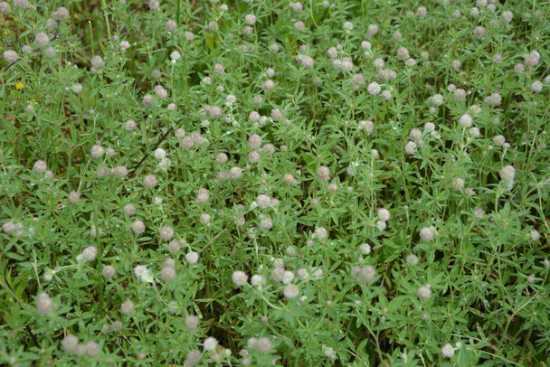 Gros plan de trèfle à pattes de lapin ou Trifolium arvense dans son habitat sauvage sur une journée ensoleillée dans la saison estivale néerlandaise. - Photo, image