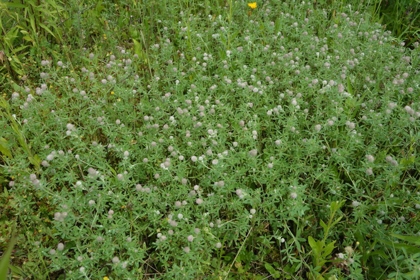 Primo piano del trifoglio di zampa di coniglio fiorito o Trifolium arvense nel suo habitat selvatico in una giornata di sole nella stagione estiva olandese. - Foto, immagini