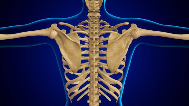 3D Illustration Human Skeleton Anatomy Bones of Scapula - Photo, Image