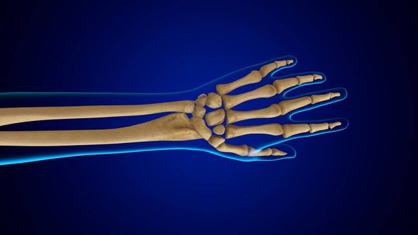 3D εικονογράφηση ανθρώπινη σκελετός ανατομία οστά του χεριού - Φωτογραφία, εικόνα