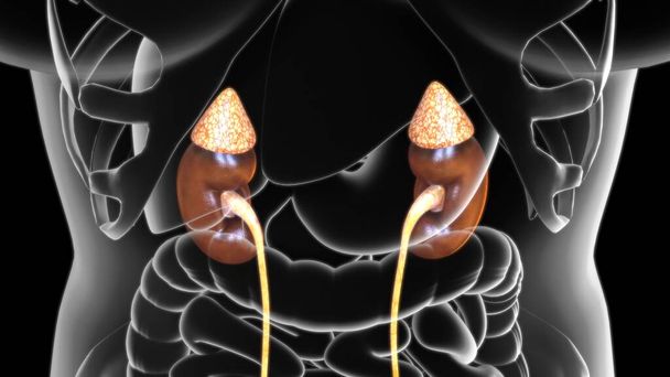 3D Иллюстрация Женская мочевая система для медицинской концепции - Фото, изображение