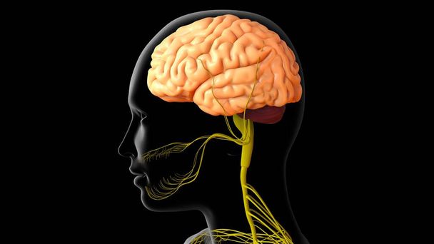 3D Εικονογράφηση Ανθρώπινη εγκεφαλική ανατομία με νευρικό σύστημα για ιατρική έννοια - Φωτογραφία, εικόνα