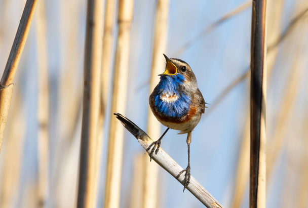 Bluethroat, Luscinia svecica. The bird sits on a cane stalk and sings - Фото, изображение