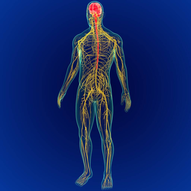 Ilustração 3D Cérebro Humano com Anatomia do Sistema Nervos. (Cérebro 3D) - Foto, Imagem
