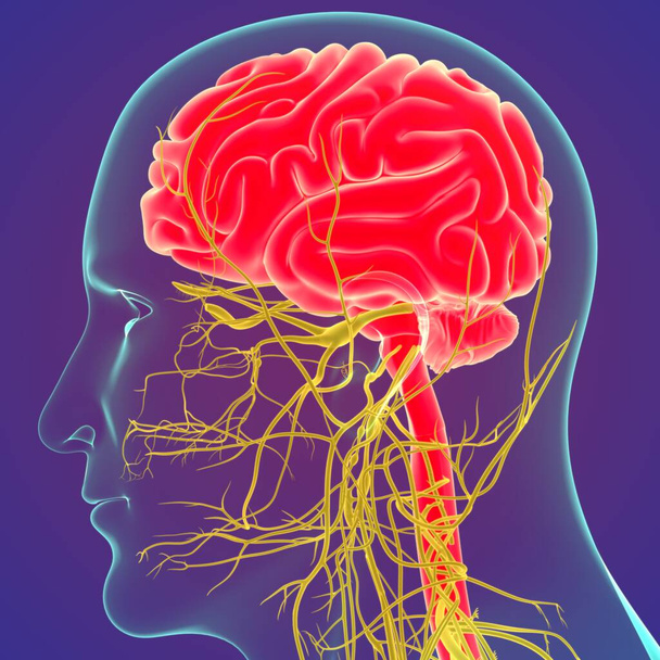 Ilustração 3D Cérebro Humano com Anatomia do Sistema Nervos. (Cérebro 3D) Luz Fundo roxo - Foto, Imagem