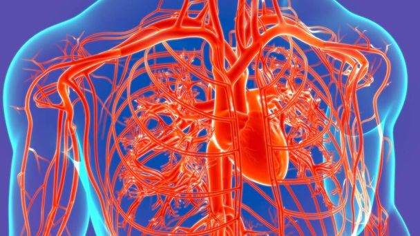 3D иллюстрация Человеческое сердце с анатомией кровеносной системы для медицинской концепции - Фото, изображение