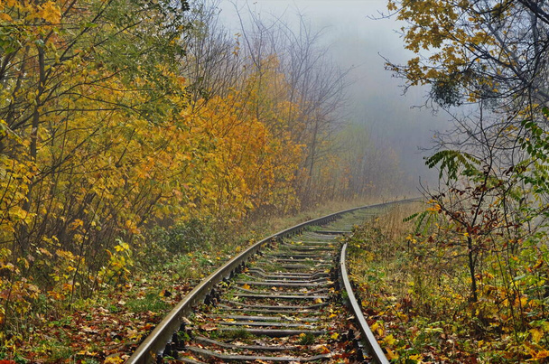 unused train tracks with forest background on a foggy day.railway tracks in a foggy forest - Photo, Image