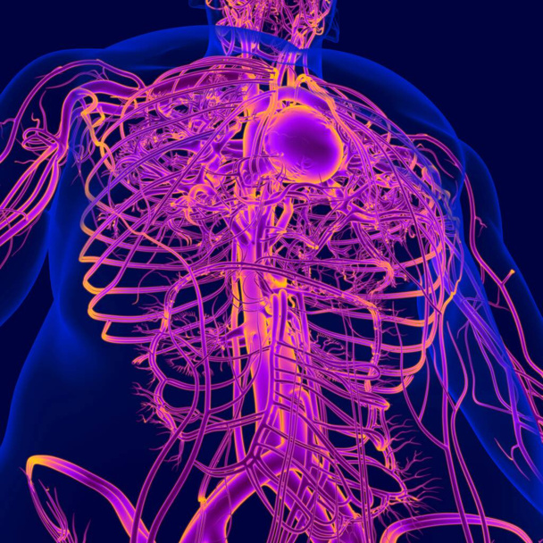 3D Εικονογράφηση Ανθρώπινη καρδιά με το κυκλοφορικό σύστημα Ανατομία - Φωτογραφία, εικόνα
