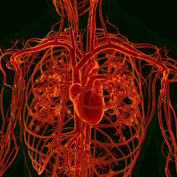 Cuore umano dell'illustrazione 3D con anatomia del sistema circolatorio per concetto medico - Foto, immagini