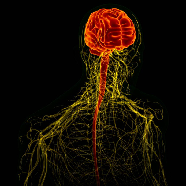 3D ilustrace lidský mozek s anatomií nervového systému pro lékařskou koncepci - Fotografie, Obrázek