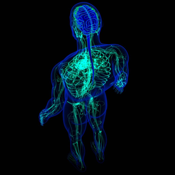 Cerebro humano de la ilustración 3D con la anatomía del sistema circulatorio para el concepto médico - Foto, Imagen