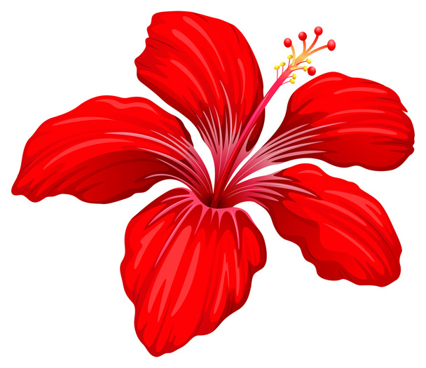 een rode hibiscus plant - Vector, afbeelding