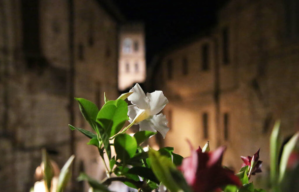 Квіти на терасі вночі в Ассізі. - Фото, зображення