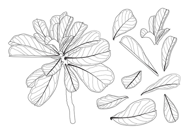 Листя лінії один лист і візерунок листя чорний Принесіть колір, прикрашений на білому тлі ілюстрація вектор
 - Фото, зображення